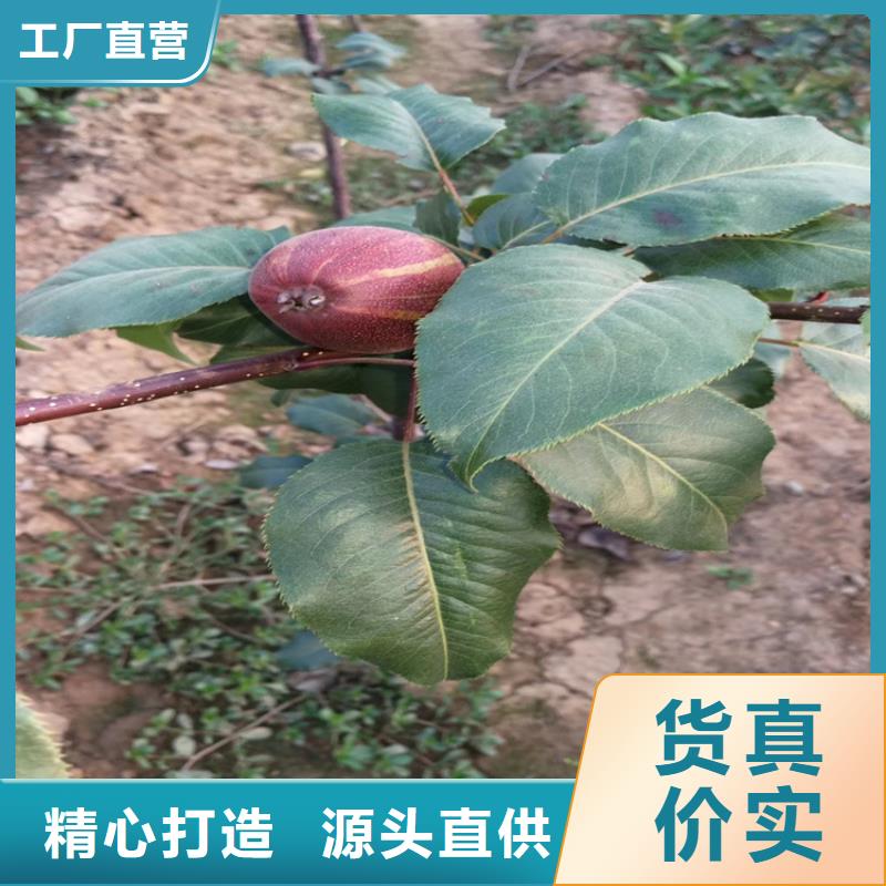 梨树苹果苗24小时下单发货