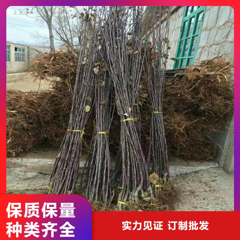 梨树【杏树苗】多年厂家可靠