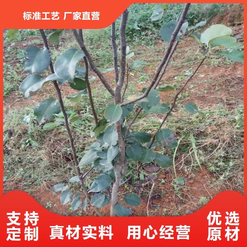 梨树,苹果苗材质实在