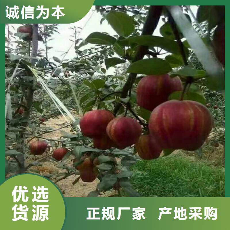 【梨树】杏树苗可定制