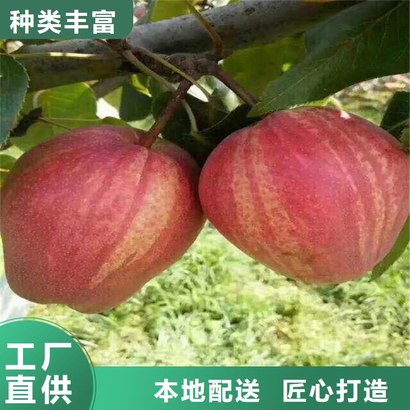 梨树,石榴苗优良工艺
