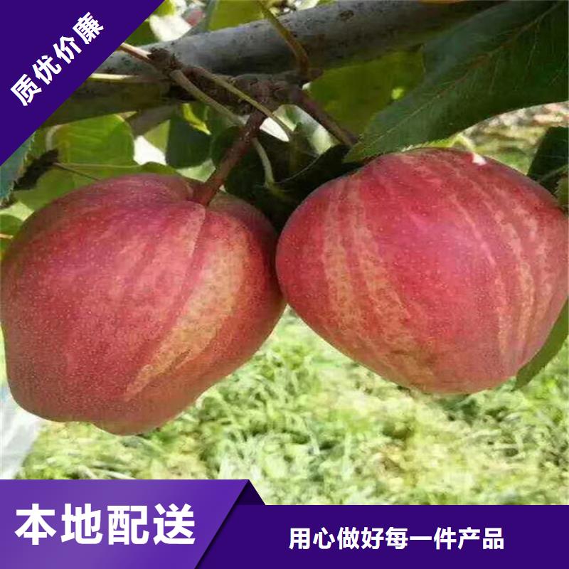 梨树苹果苗24小时下单发货