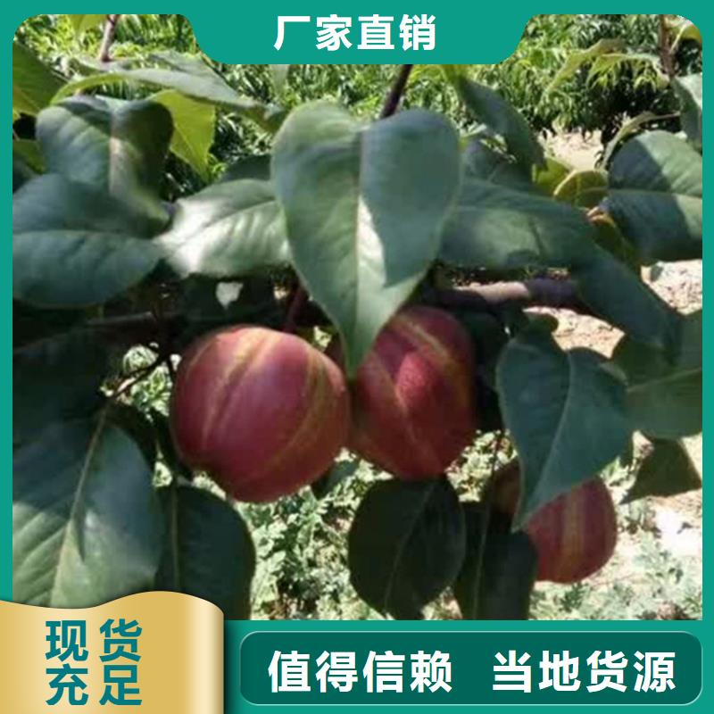 梨树,【红颜草莓】质检严格