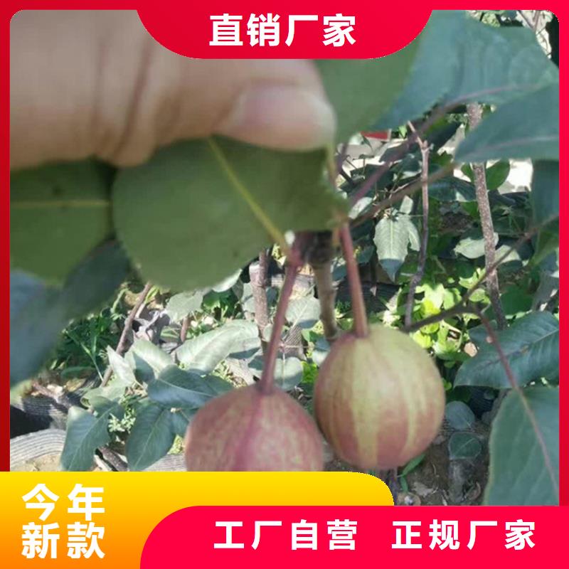 梨树【猕猴桃苗】根据要求定制