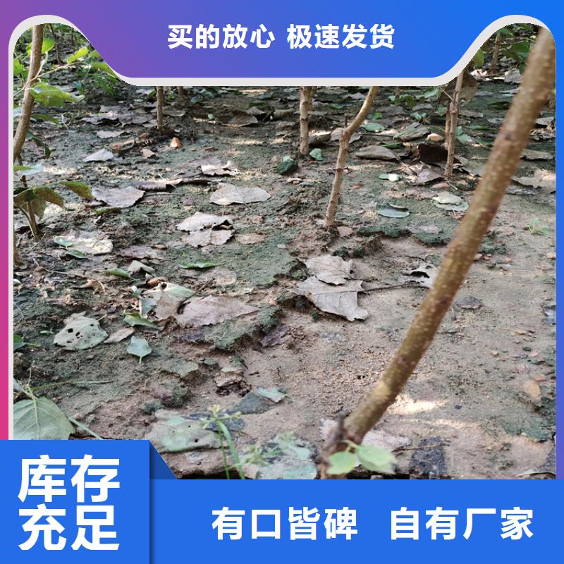 梨树草莓苗助您降低采购成本