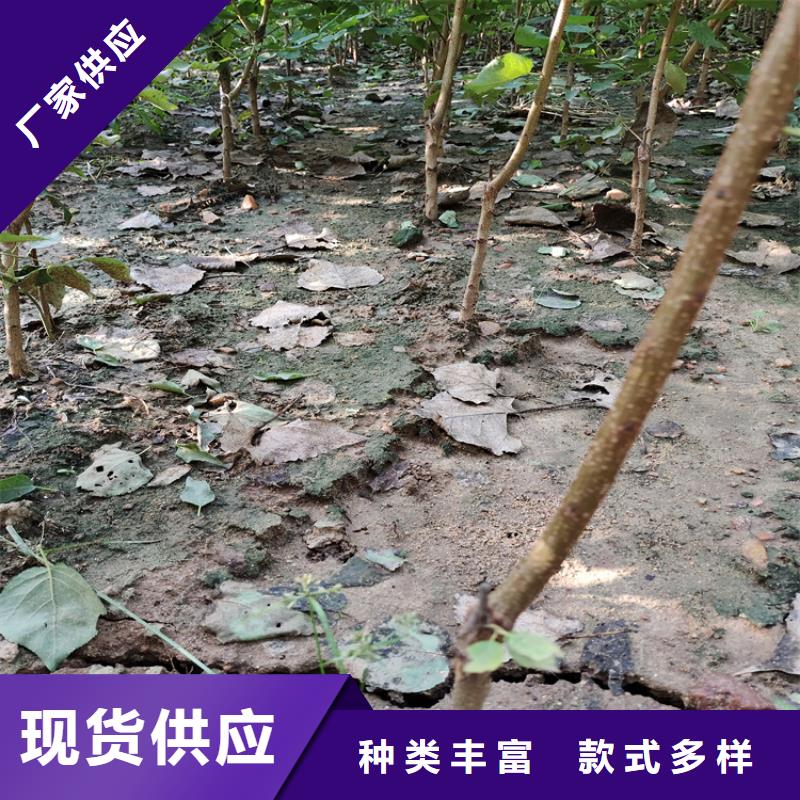 梨树【奶油草莓】专注细节专注品质