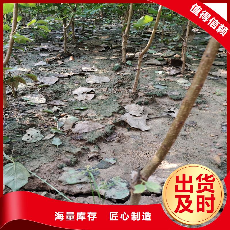 梨树樱桃苗贴心服务