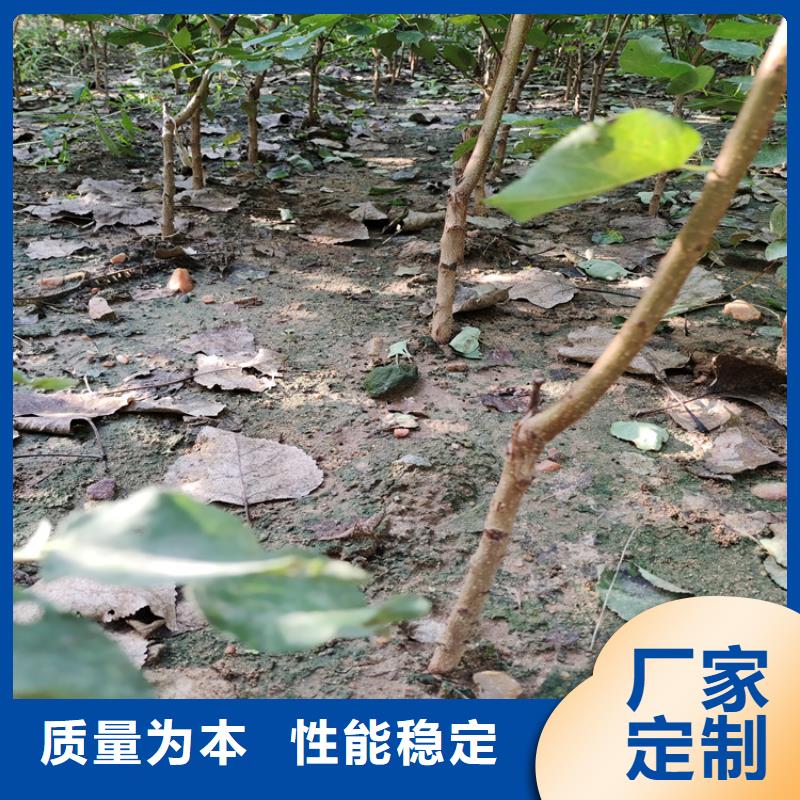梨树【红石榴苗基地】厂家直营