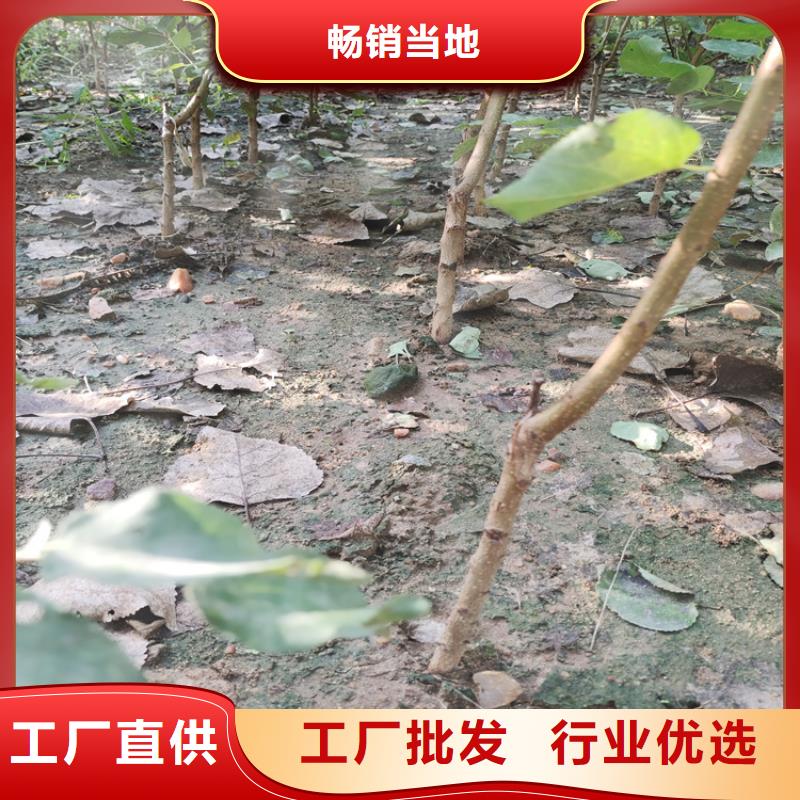 梨树_蓝莓苗出货及时