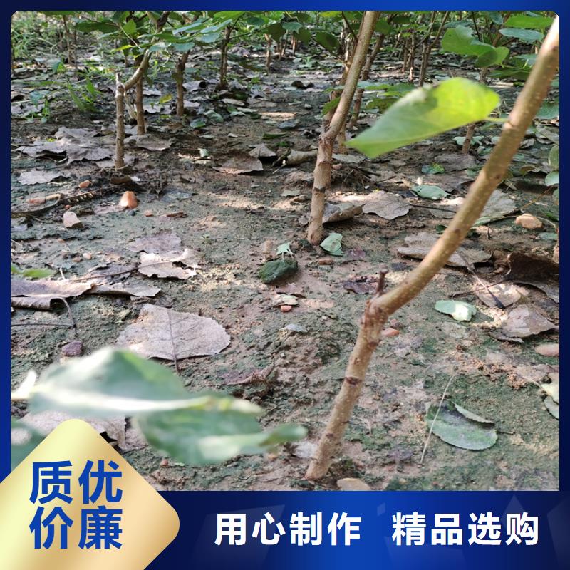 梨树【苹果苗】精选优质材料