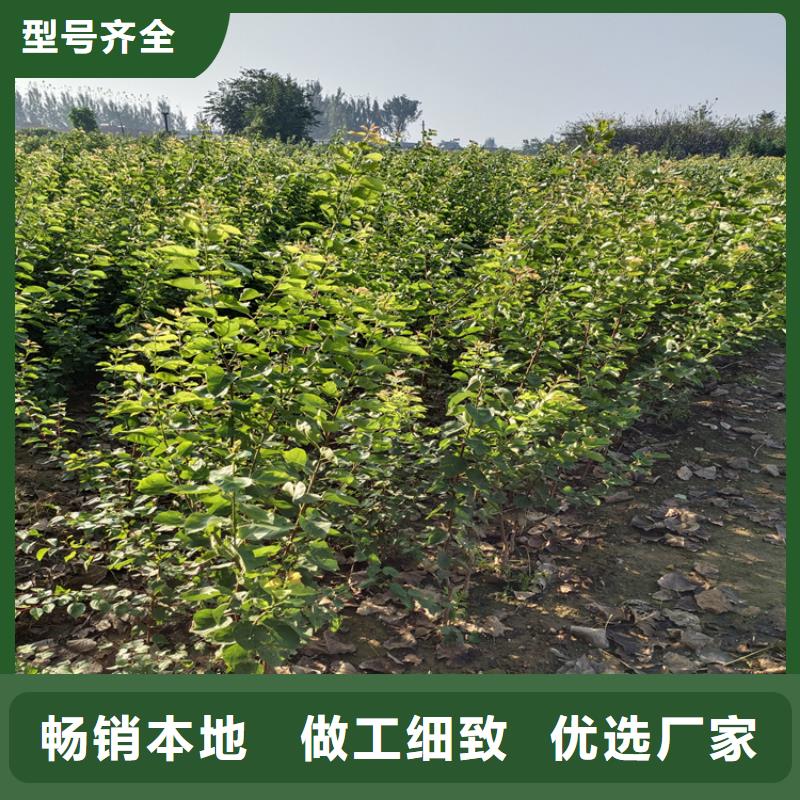 梨树,石榴苗优良工艺