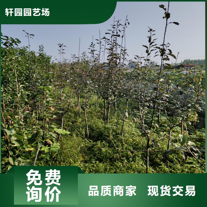 梨树_蓝莓苗出货及时