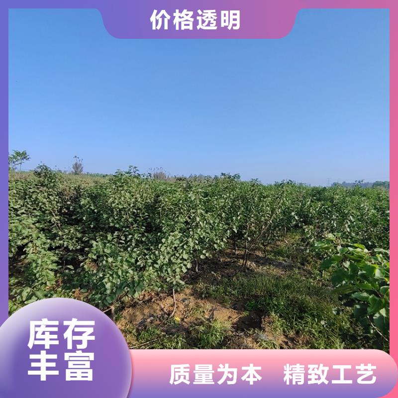 梨树【蓝莓苗】厂家直销大量现货