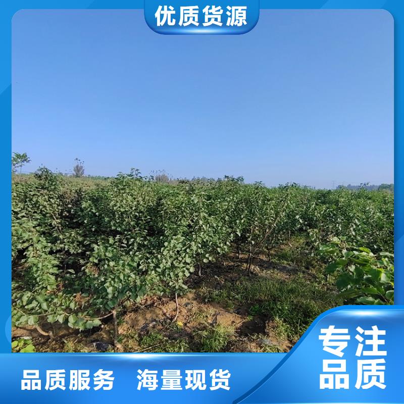 梨树桃树苗库存量大