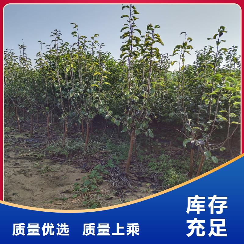 梨树,苹果苗材质实在