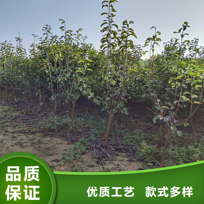 梨树【奶油草莓】专注细节专注品质