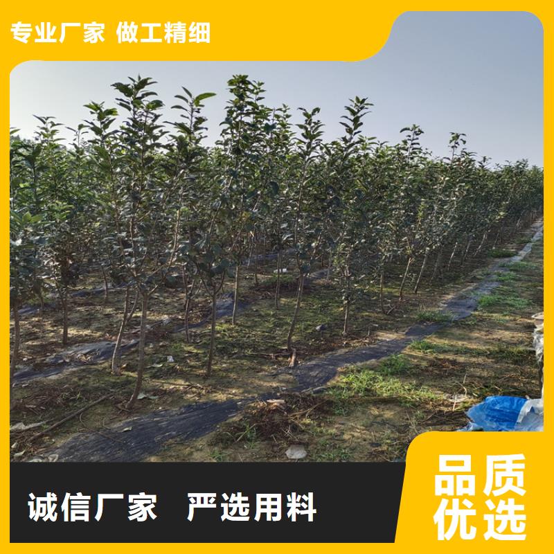 梨树【樱桃苗】多年实力厂家