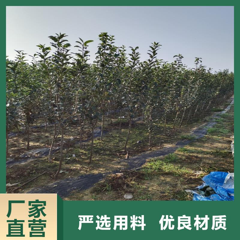 梨树苹果苗24小时下单发货