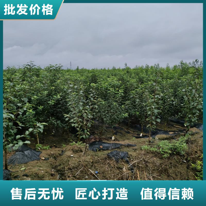 【梨树桃树苗发货迅速】