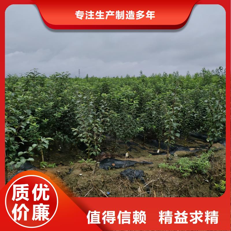 梨树苹果苗价格公道合理