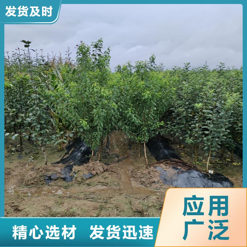梨树西瓜苗实力大厂家