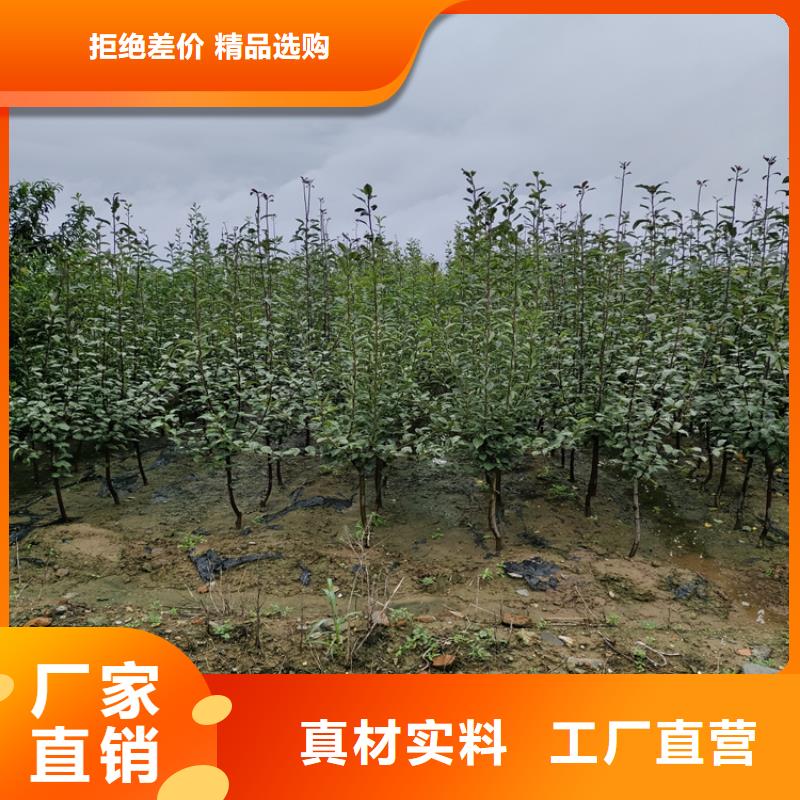 梨树,【红颜草莓】质检严格