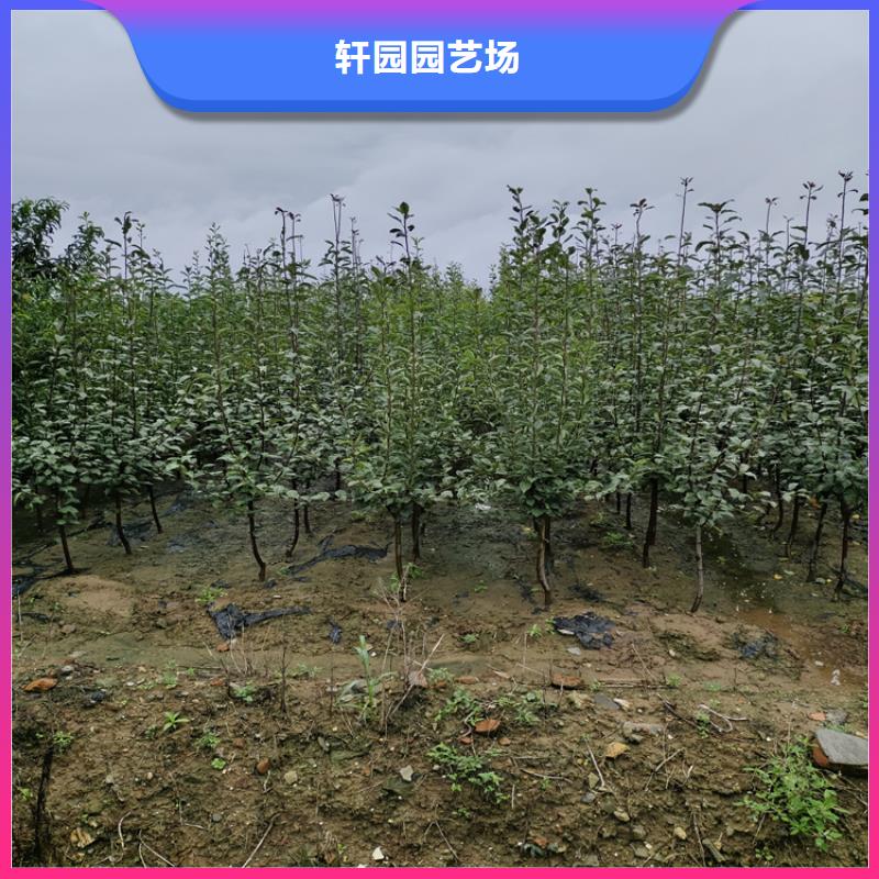 梨树,樱桃苗精品选购