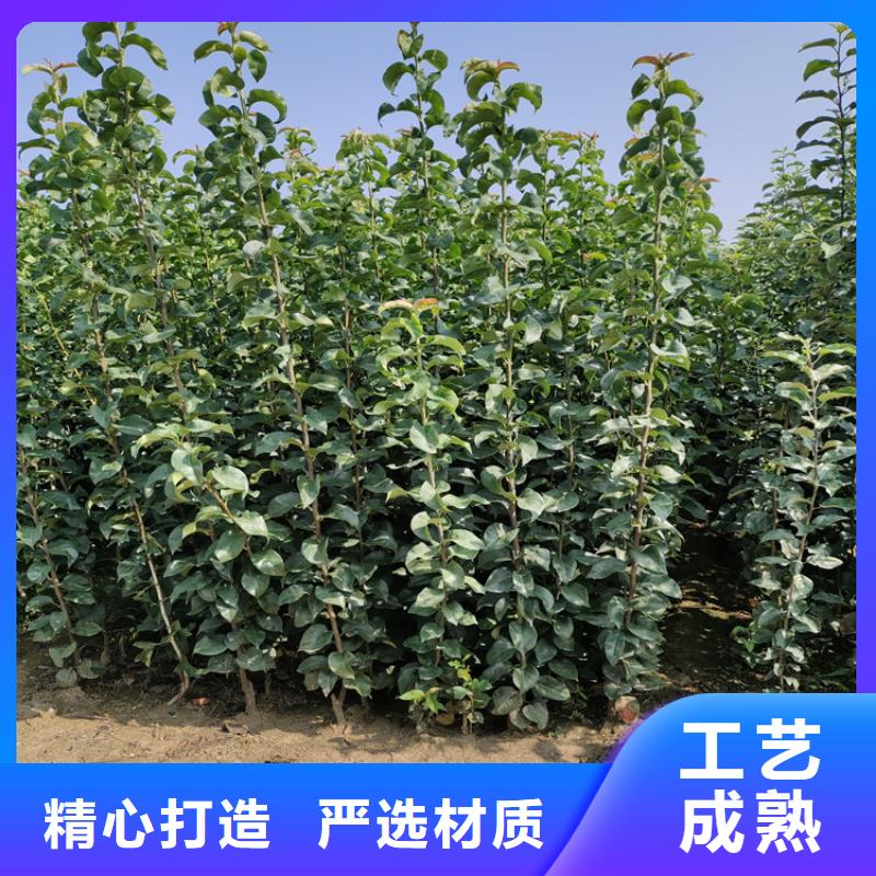 梨树红石榴苗基地厂家拥有先进的设备
