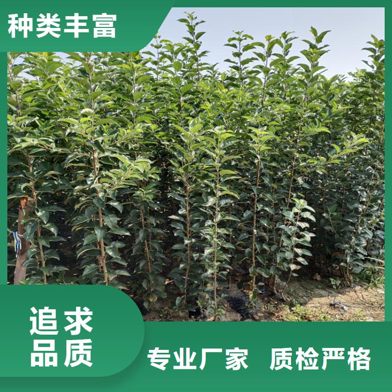 梨树【红石榴苗基地】厂家直营
