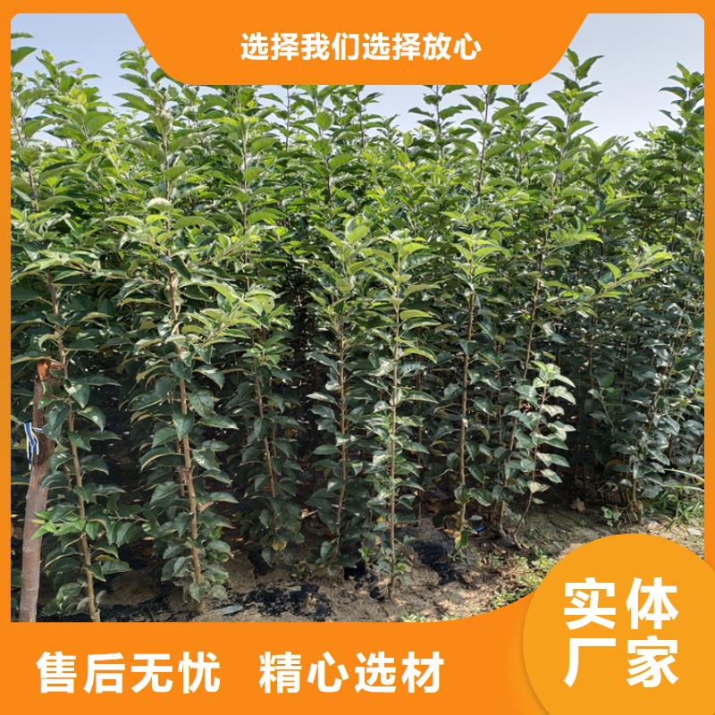梨树,樱桃苗精品选购