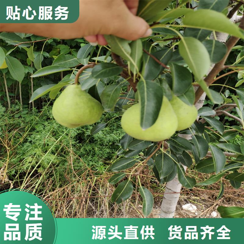 梨树草莓苗好产品价格低