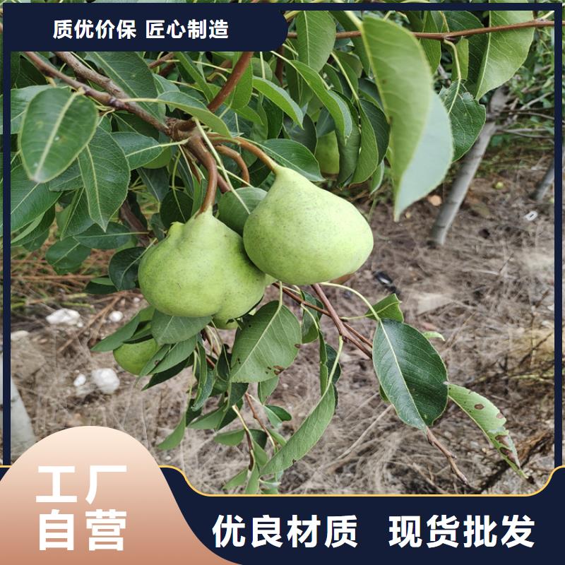 梨树樱桃苗精心选材