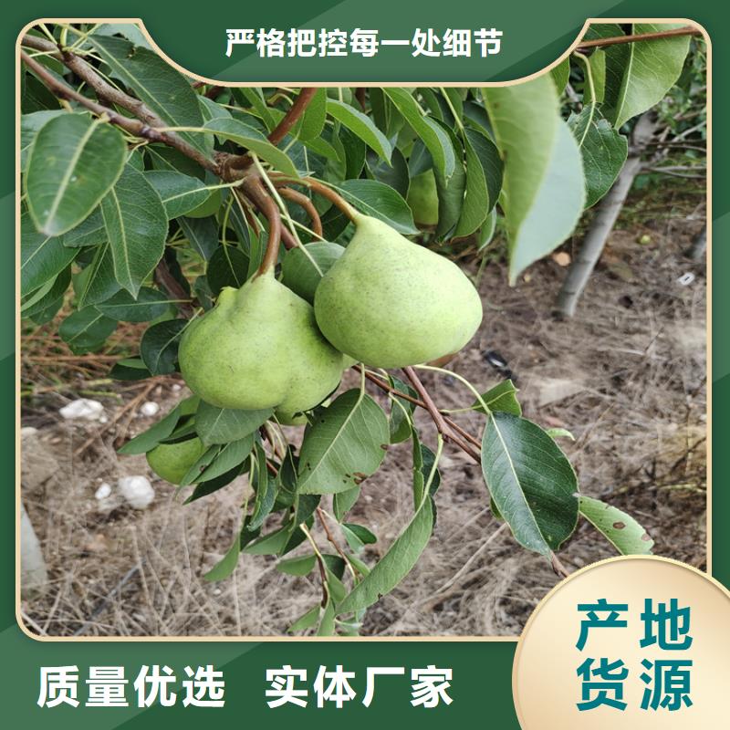 梨树桃树苗库存量大