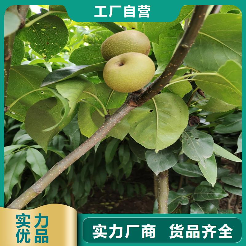 梨树桃树苗库存量大