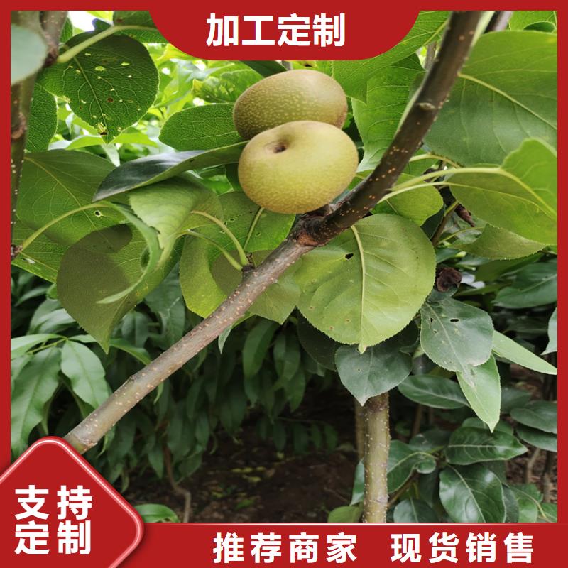 【梨树苹果苗快速发货】