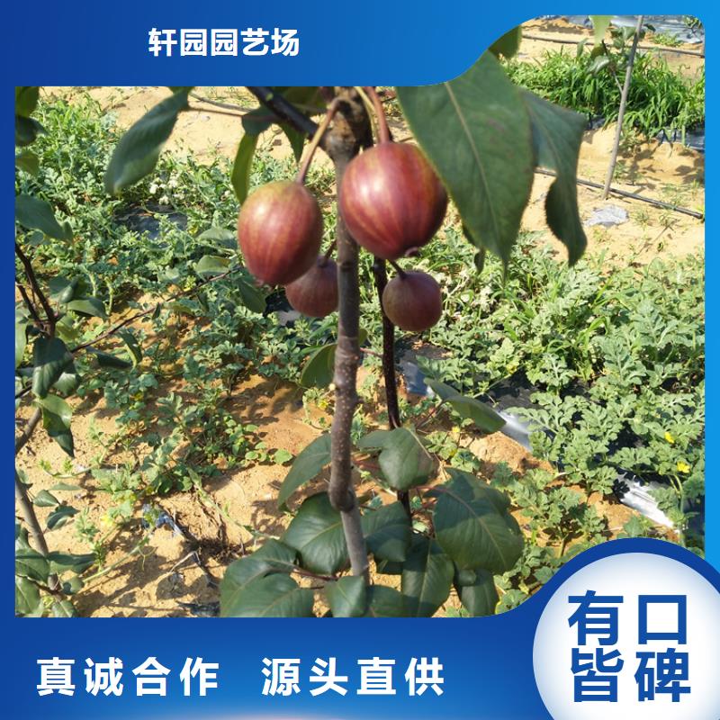 【梨树西瓜苗细节之处更加用心】
