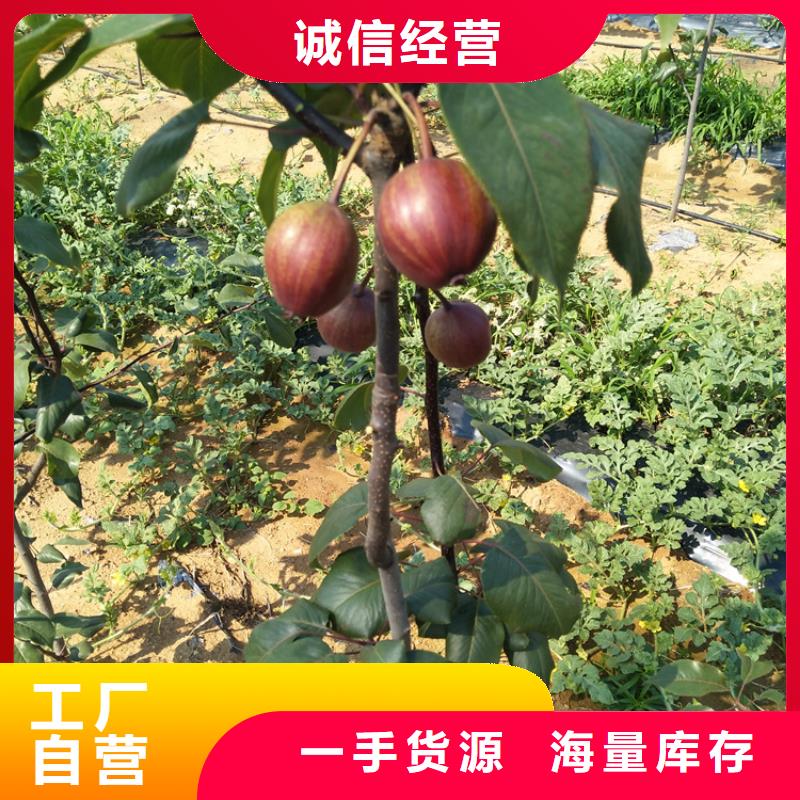梨树,【红颜草莓】质检严格