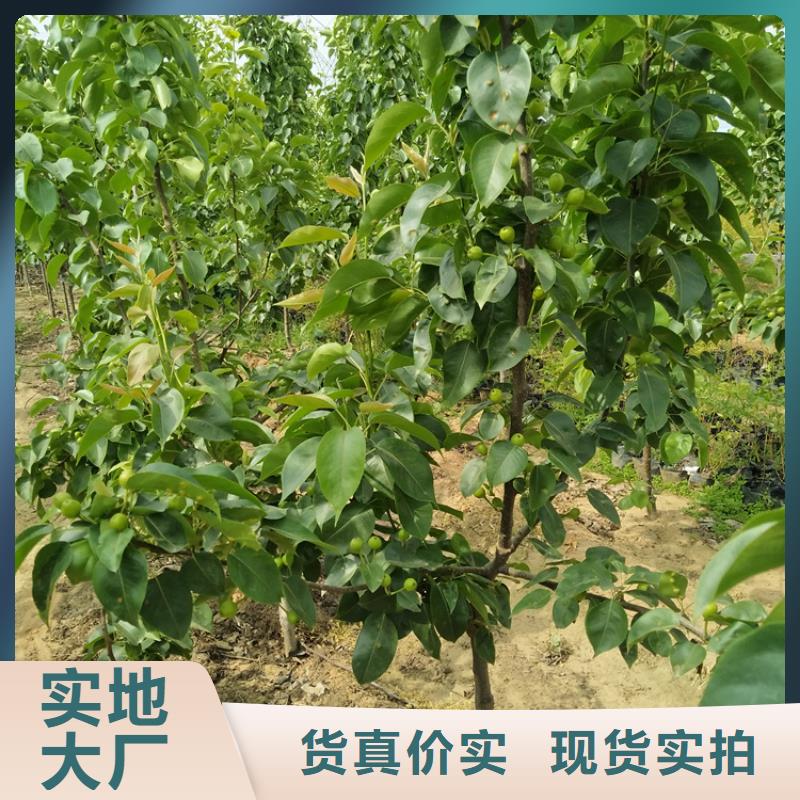 梨树苹果苗24小时下单发货
