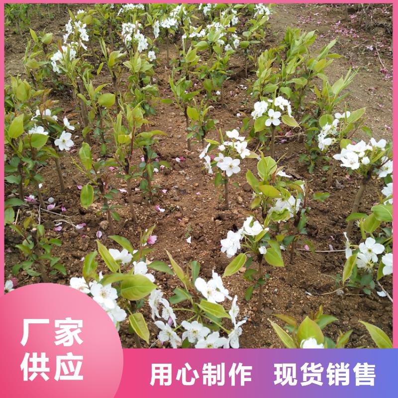 梨树桃树苗库存量大