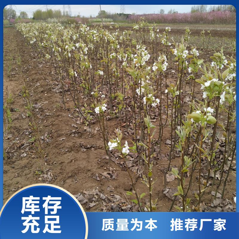 梨树,樱桃苗精品选购