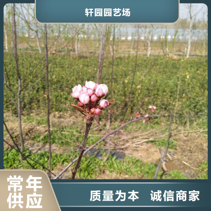 梨树,【红颜草莓】质检严格