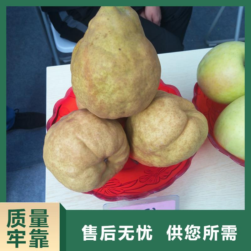 梨树苹果苗价格公道合理