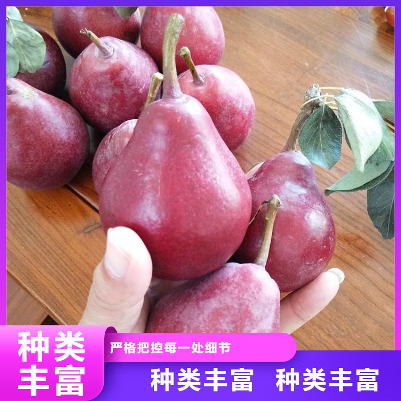 梨树苹果苗现货销售