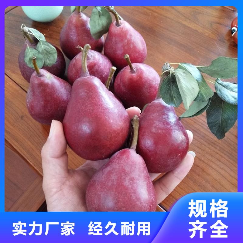 梨树【蓝莓苗】厂家直销大量现货