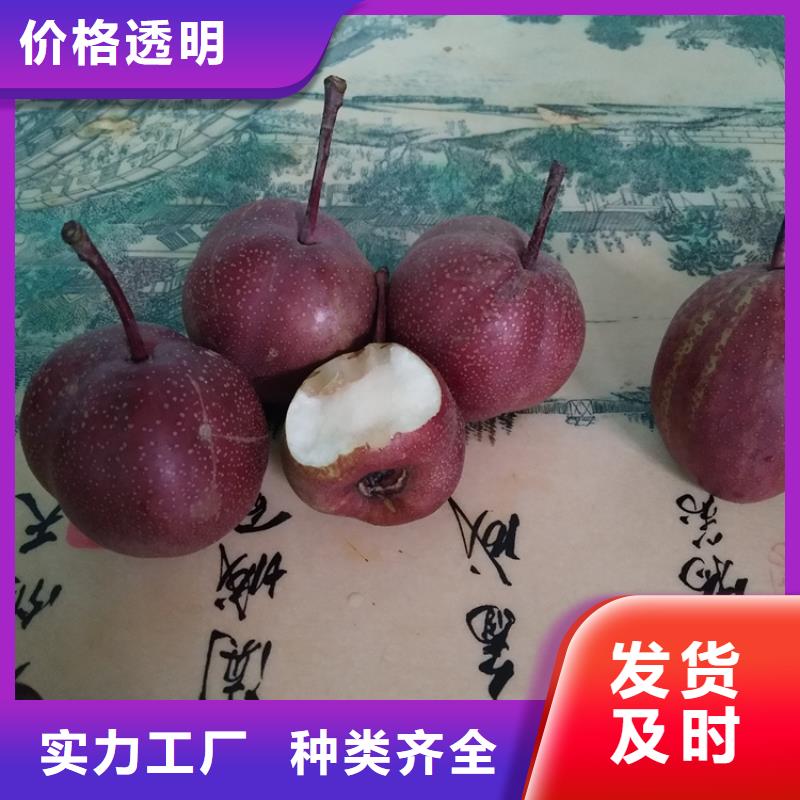 【梨树】杏树苗可定制