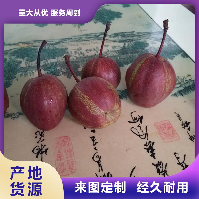 梨树【蓝莓苗】厂家直销大量现货