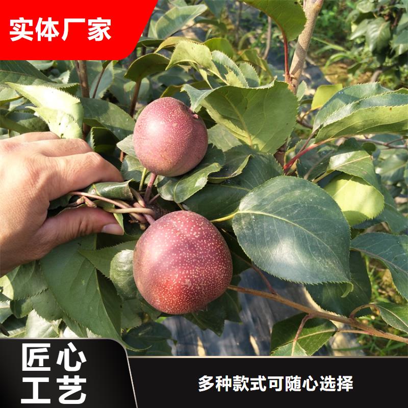 梨树苹果苗现货销售