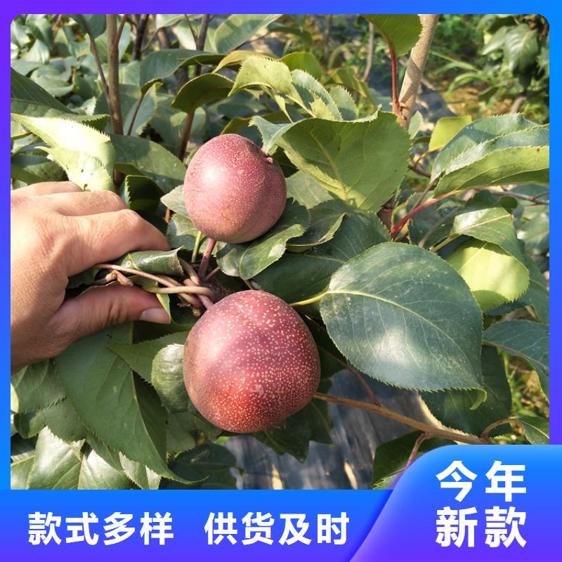 梨树_李子苗精心