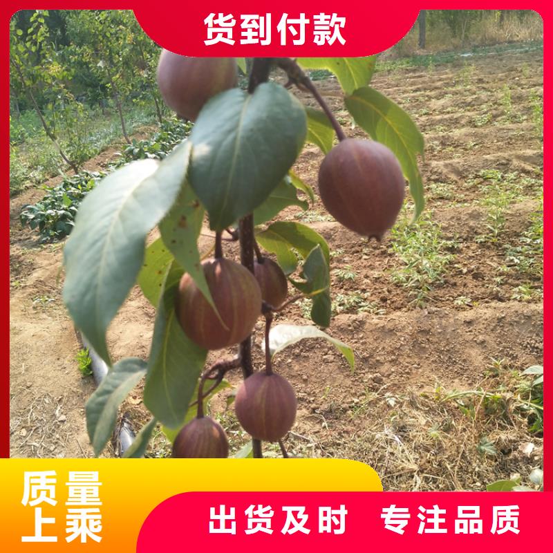 梨树【猕猴桃苗】根据要求定制