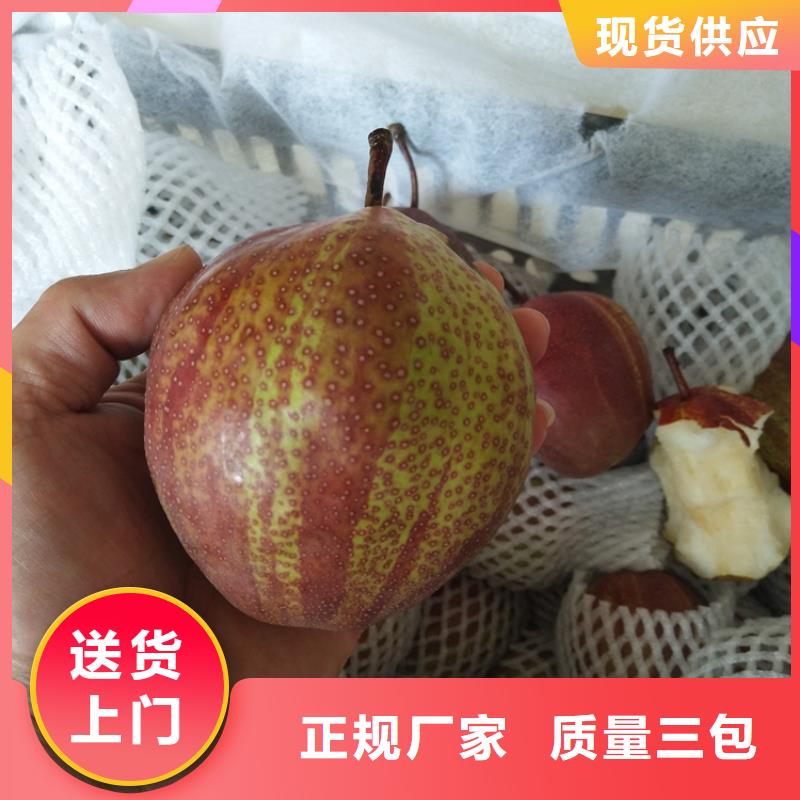 梨树苹果苗现货销售